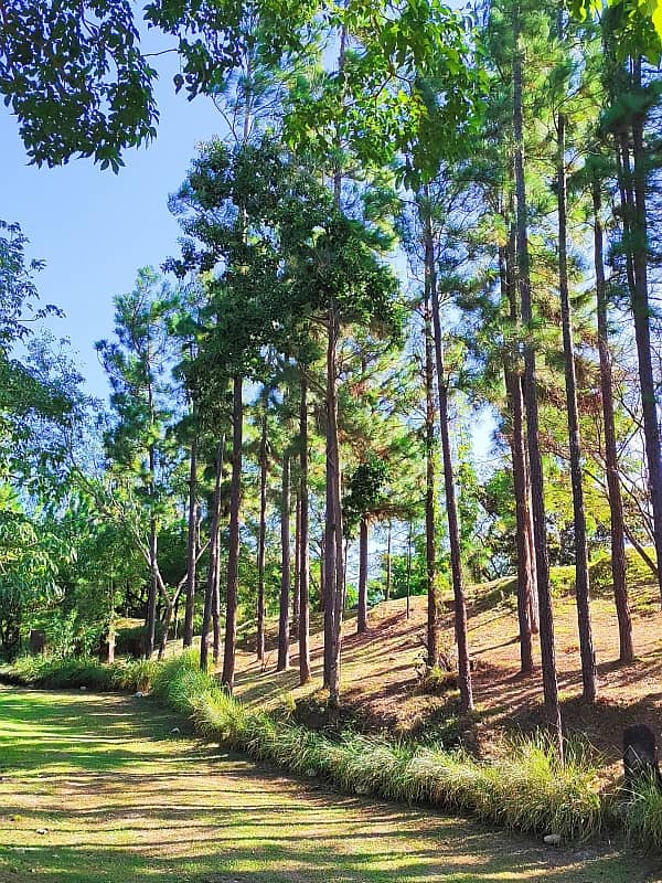 maizal-cabuya_gallery_19